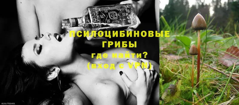 Псилоцибиновые грибы Psilocybe  купить наркоту  Велиж 